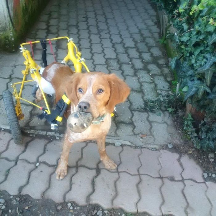 Aggiornamenti su Joe