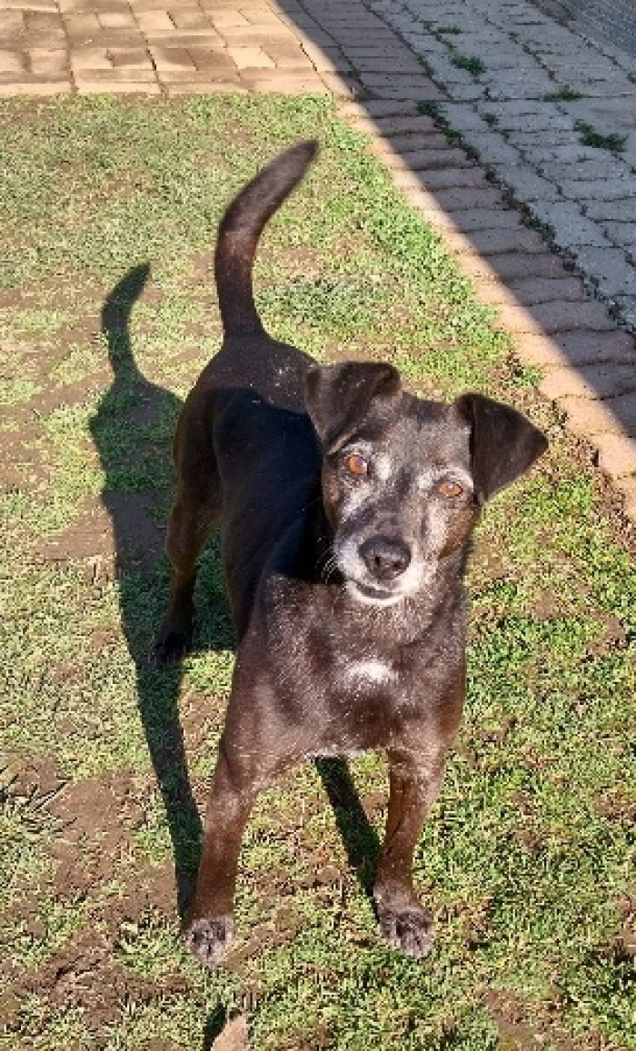 Pino