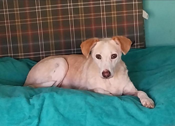 Gemma